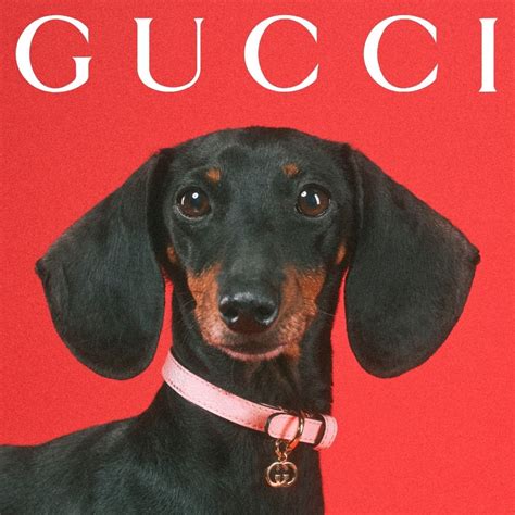 gucci collan|gucci dog collection.